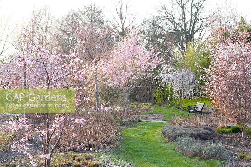 Ornamental cherries in the garden, Prunus Pink Ballerina, Prunus sargentii Charles Sargent, Prunus yedoensis Ivensii, Prunus incisa praecox 