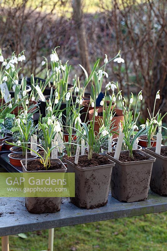 Snowdrops in pots, Galanthus 