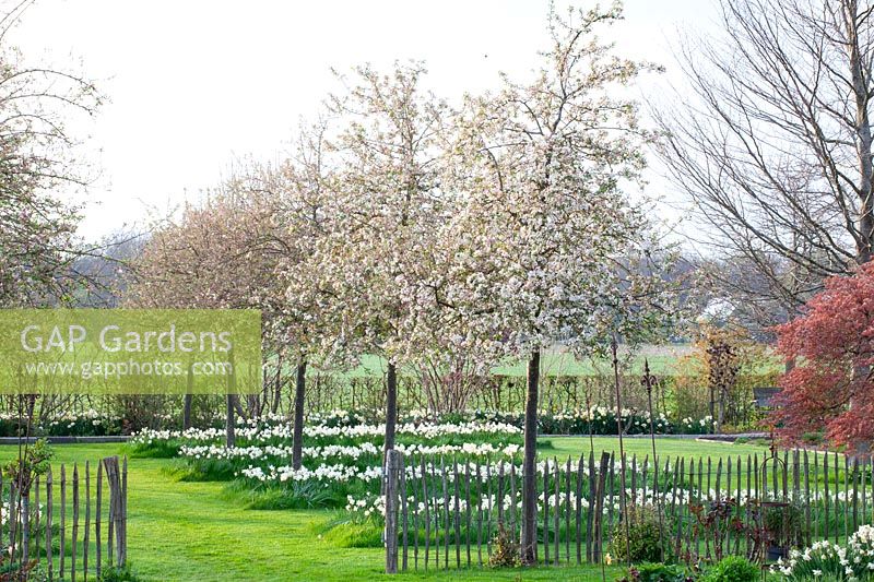 Ornamental apples underplanted with daffodils, Malus Evereste, Narcissus jonquilla Sailboat 