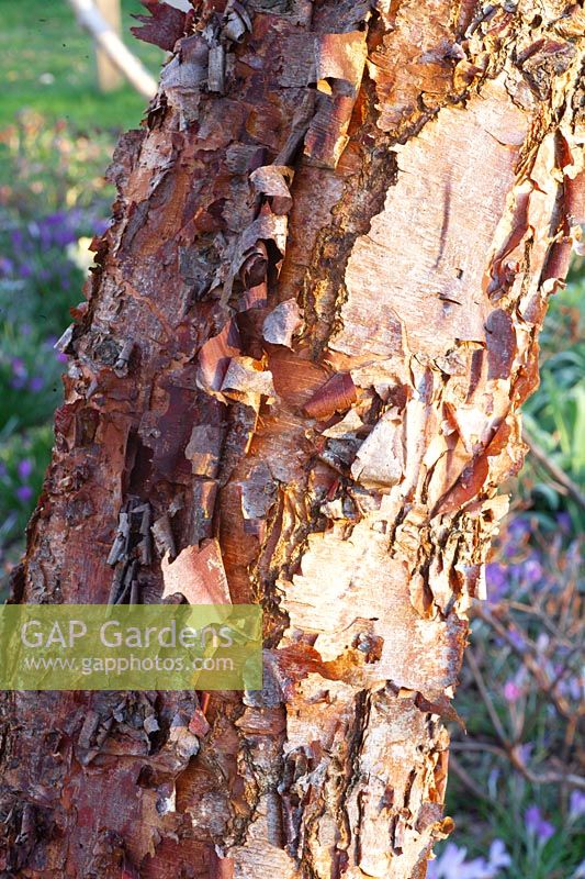 Bark of a birch, Betula nigra Heritage 