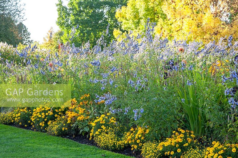 Bed with marigolds and bumblebee swing, Salvia uligunosa 