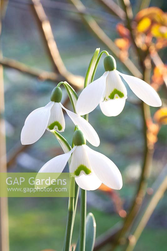 Galanthus nivalis Sam Arnott 