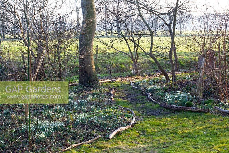 Woodland garden with snowdrops in February 