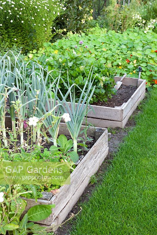 Beds in the vegetable garden 