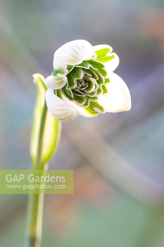 Snowdrop, Galanthus Jaquenetta 