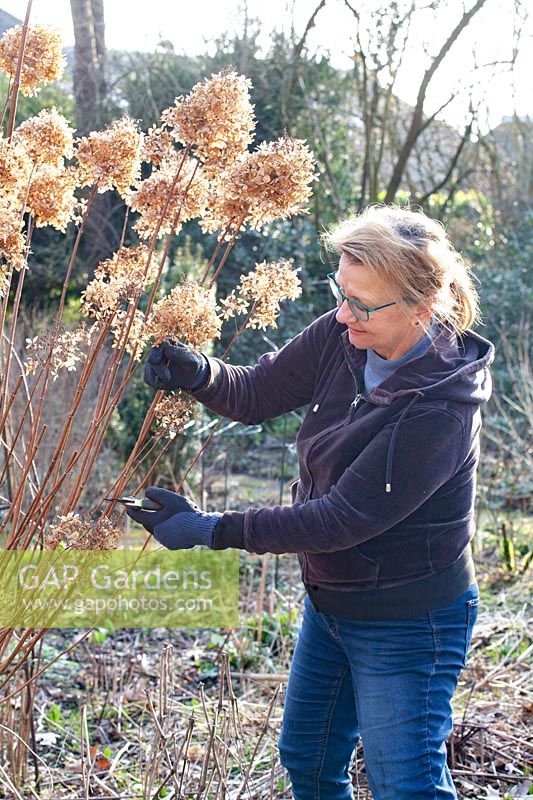 Pruning hydrangeas 