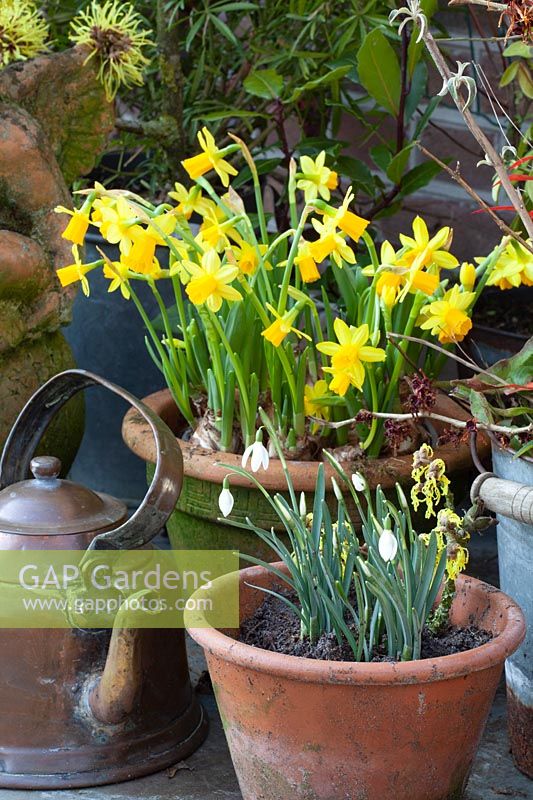 Daffodils and snowdrops in pots 