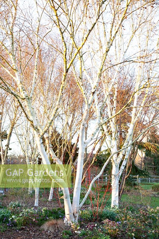 Winter bed with birch trees, Betula costata 