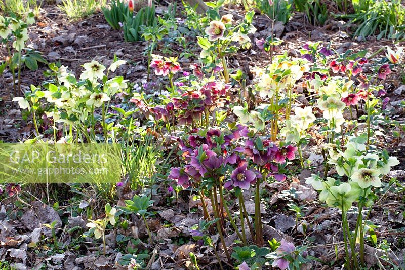 Helleborus orientalis under trees 