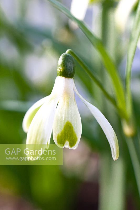 Galanthus Trudy Spotted 