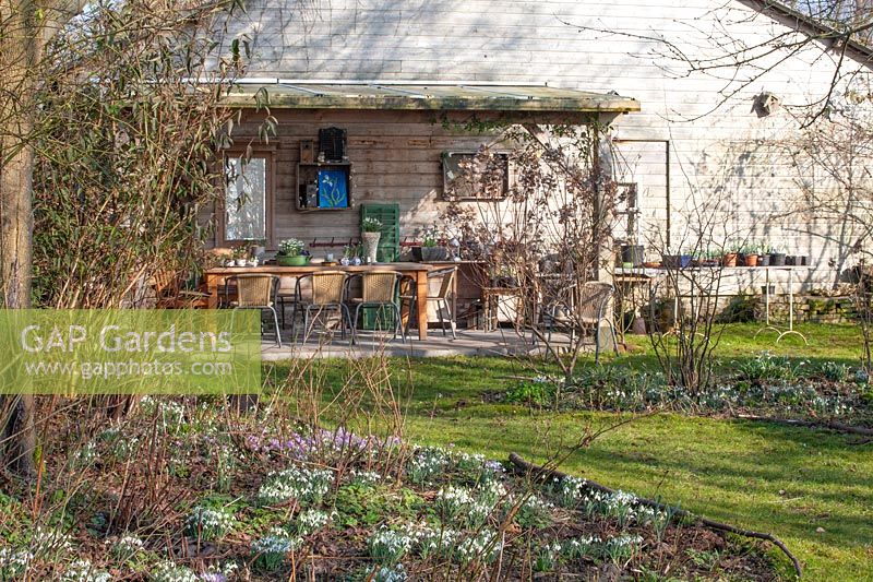 Country garden with snowdrops in February, Galanthus 