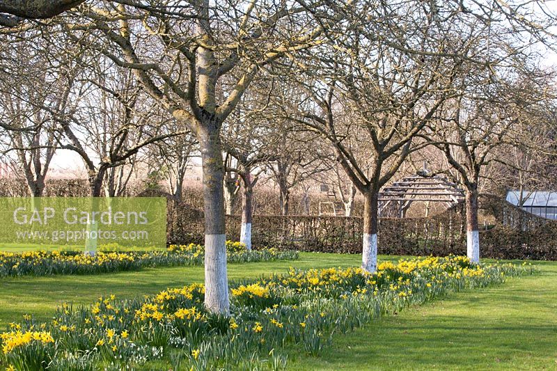 Apple trees underplanted with Galanthus and Narcissus cyclamineus February Gold 