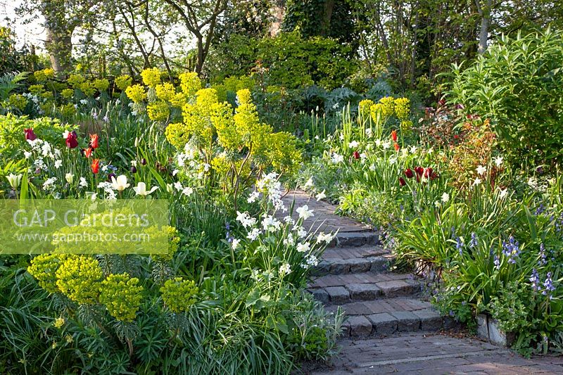 Bed in spring, Euphorbia characias wulfenii 