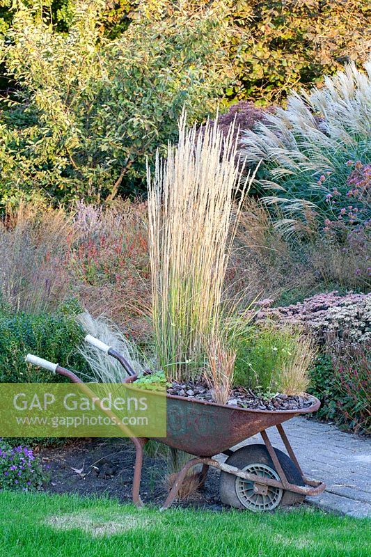 Grasses planted in a wheelbarrow, Calamagrostis acutiflora Karl Förster 