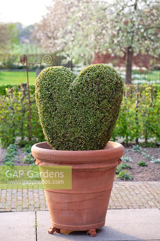 Heart made of boxwood in a pot 