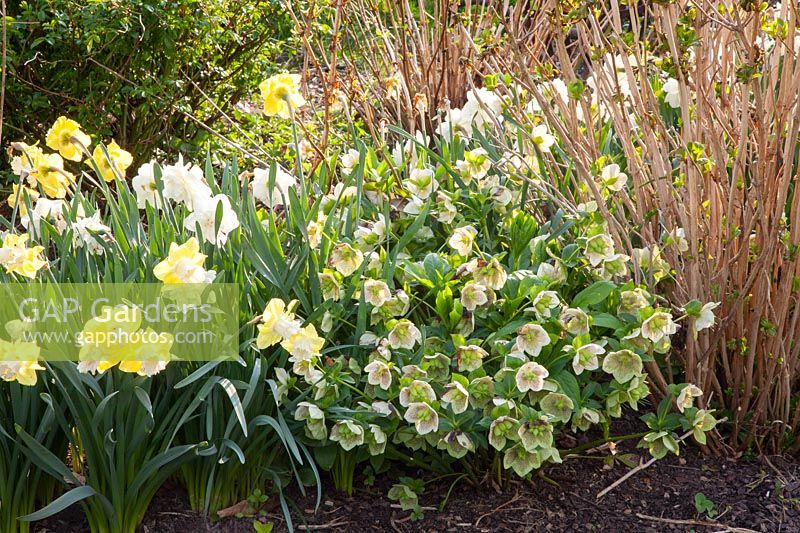 Lenten roses and daffodils 