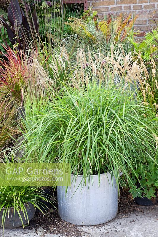 Chinese silver grass in pot, Miscanthus sinensis 