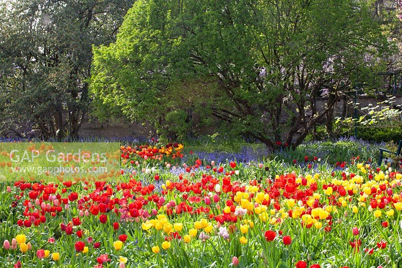 Tree planted with tulips 