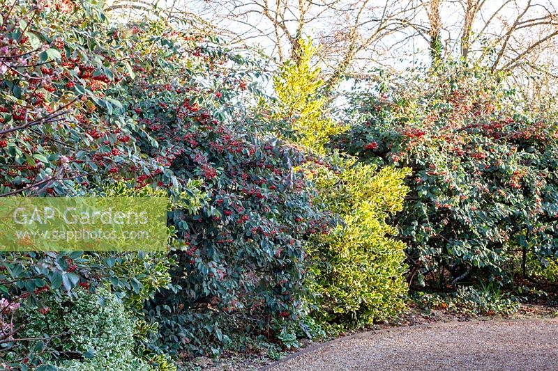 Hedge in winter with cotoneaster and holly, cotoneaster, ilex 