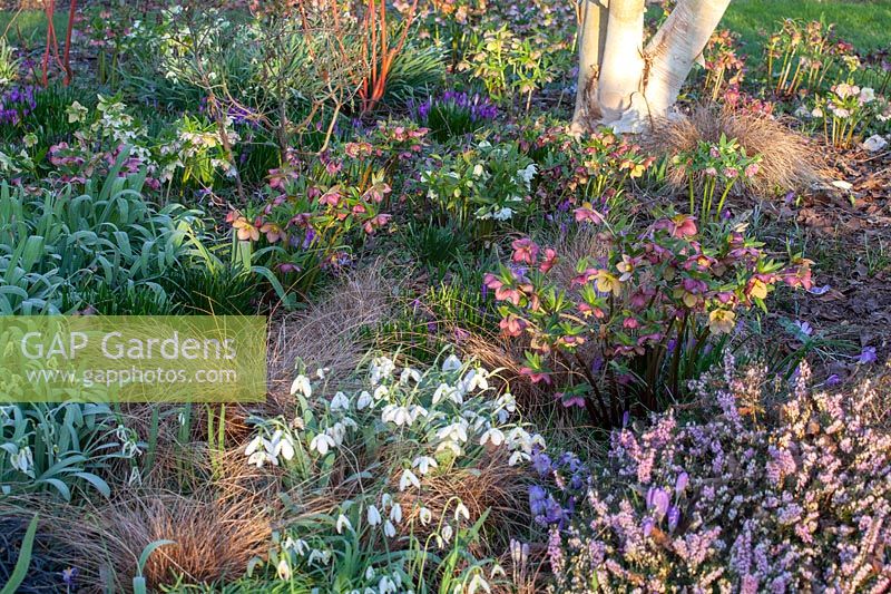 Helleborus orientalis under trees 