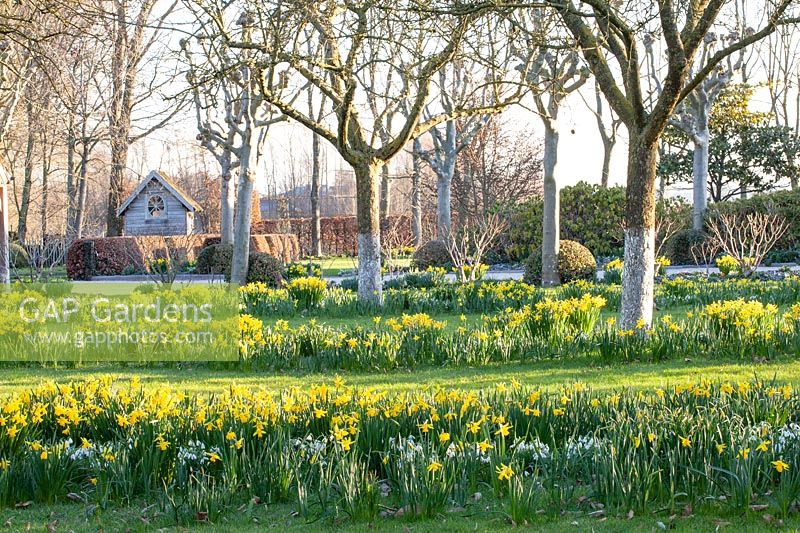 Apple trees underplanted with Galanthus and Narcissus cyclamineus February Gold 