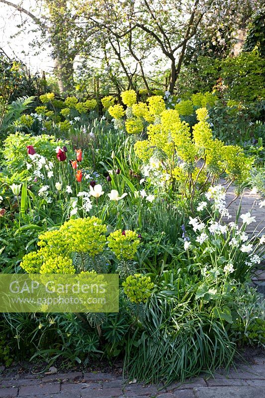 Bed in spring, Euphorbia characias wulfenii 