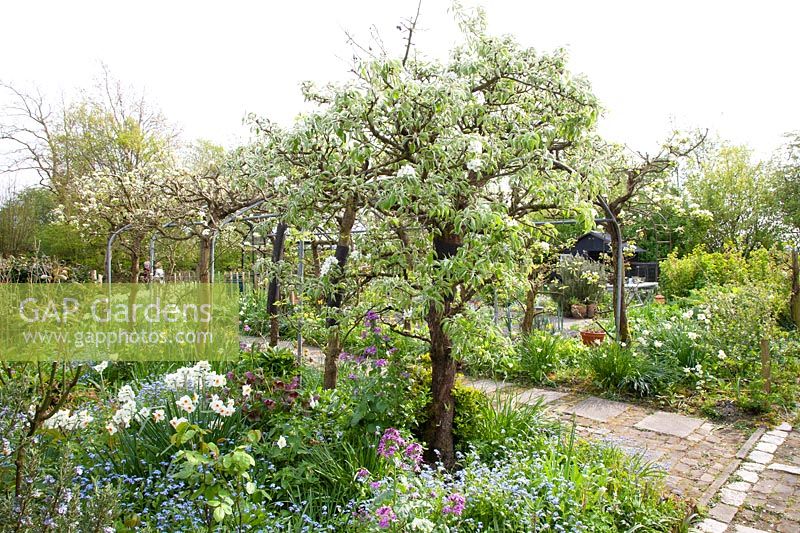 Arbor with pear trees, Pyrus domestica 