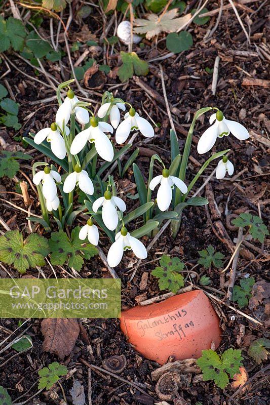 Snowdrop, Galanthus Straffan 