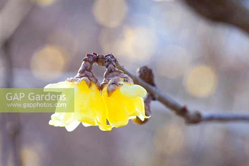 Winterflower, Chimonanthus praecox 