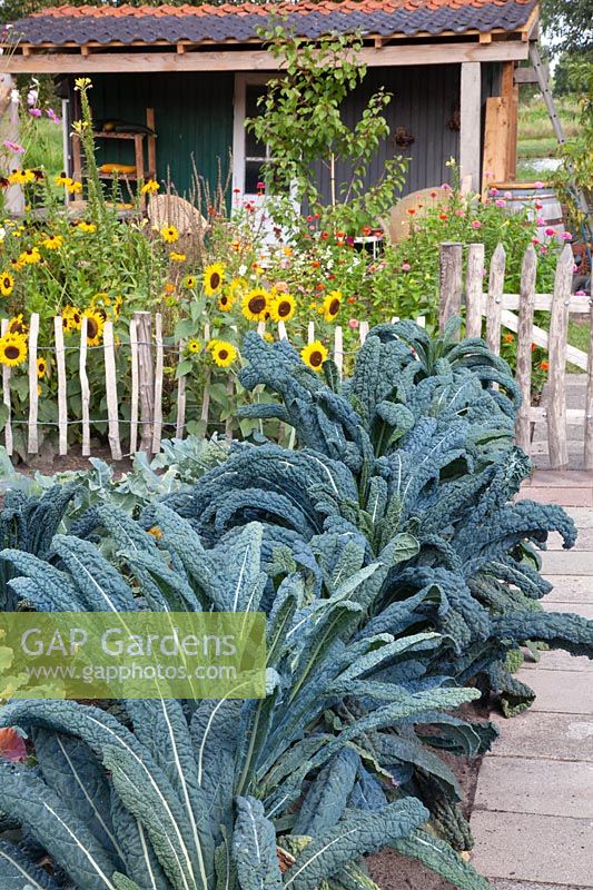 Vegetable garden with Tuscan palm cabbage, Brassica oleracea Nero di Toscana 