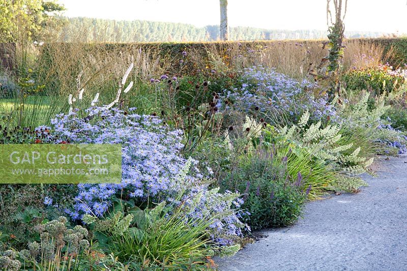 Bed along a driveway, Aster frikartii Mönch, Heuchera villosa 