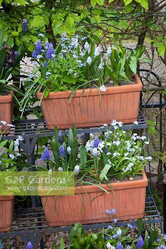 Balcony boxes with grape hyacinths and forget-me-nots 