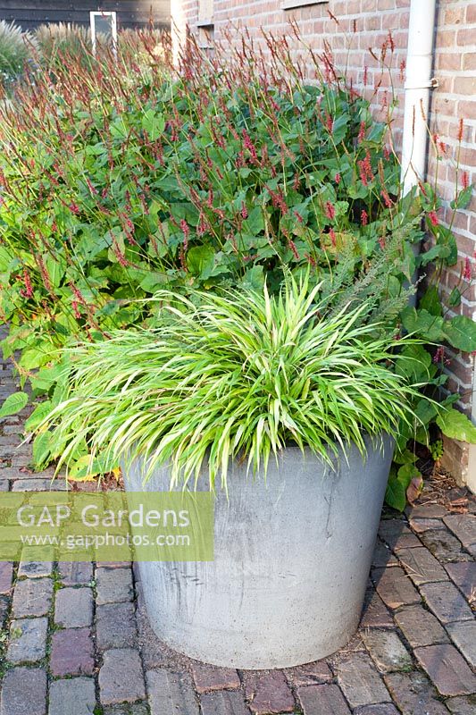 Japanese forest grass in pot, Hakonechloa macra Allgold 