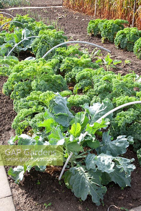 Brussels sprouts and kale in the vegetable garden 