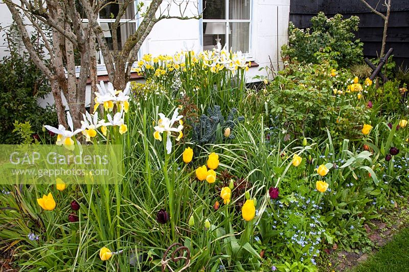 Front garden in spring with Iris hollandica 