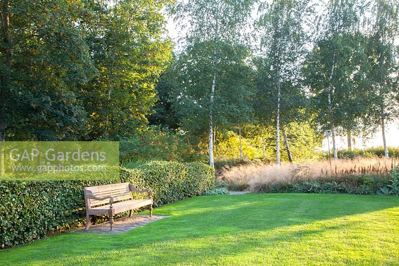 Curved copper beech hedge, Fagus sylvatica 