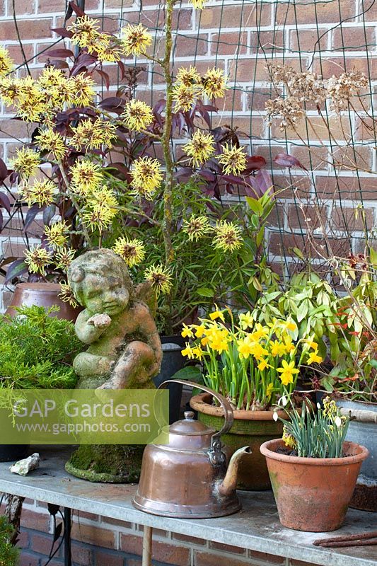 Witch hazel, daffodils and snowdrops in pots 
