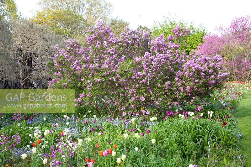 Persian Lilac in Spring Garden, Syringa persica, Persian Lilac in Spring Garden, Syringa persica 