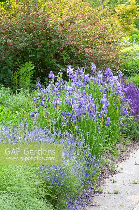 Bed with Iris sibirica, Veronica austriaca Royal Blue 