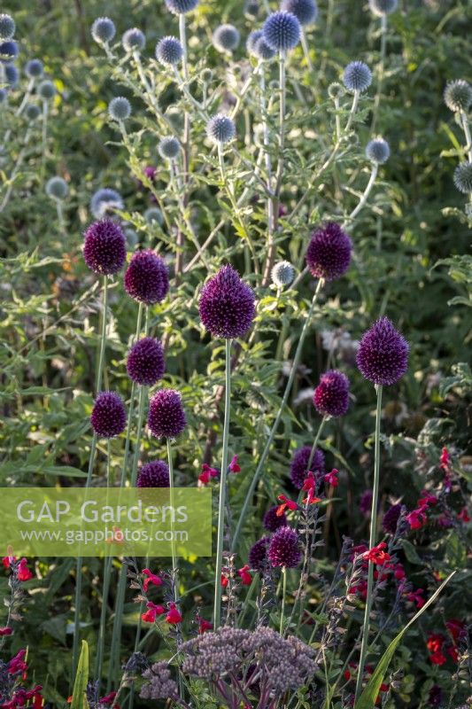 Allium sphaerocephalon and Salvia 'Royal Bumble' , Echinops ritro 'Veitch's Blue' behind