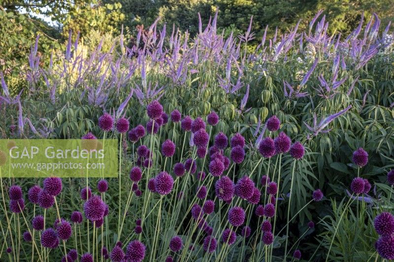 Allium sphaerocephalon with Veronicastrum virginicum 'Fascination' behind 