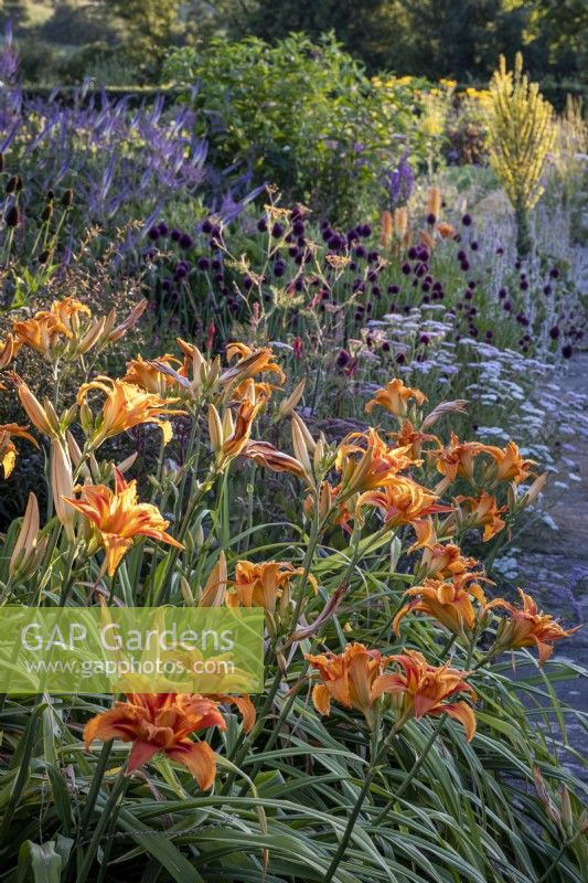 Hemerocallis 'Apricot beauty' in deep summer borders