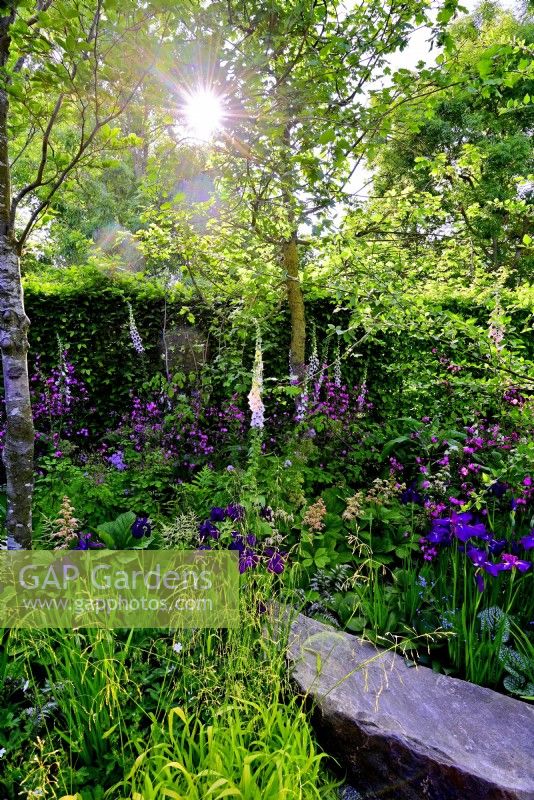 Large stone seat surrounded by plants: Iris ensata 'Oase', Digitalis purpurea 'Pam's Choice', Rodgersia pinnata 'Bronze Peacock'. June
Bord Bia Bloom,  Silene dioica 'Kilmurry Dark Form. Dublin
Designer: Jane McCorkell
