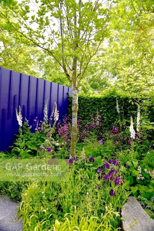 A dense bed in corner including: Digitalis purpurea, Thalictrum aquilegifolium Nimbus White, Silene dioica Kilmurry Dark Form, Rodgersia pinnata 'Snow Clouds', Iris ensata 'Laughing Lion'. June
Bord Bia Bloom, Dublin
Designer: Jane McCorkell
