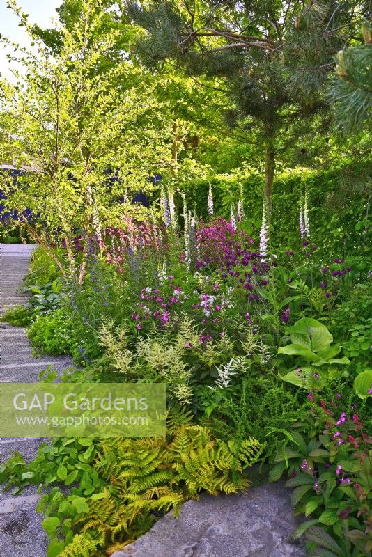 Mixed dense summer border bordering the edge of gravel path with Dryopteris erythrosora, Astilbe, Silene dioica Kilmurry Dark Form, Digitalis purpurea 'Pam's Choice', Rodgersia pinnata, Cirsium rivulare 'Trevor's Blue Wonder', Betula jacquemontii. June
Bord Bia Bloom, Dublin
Designer: Jane McCorkell
