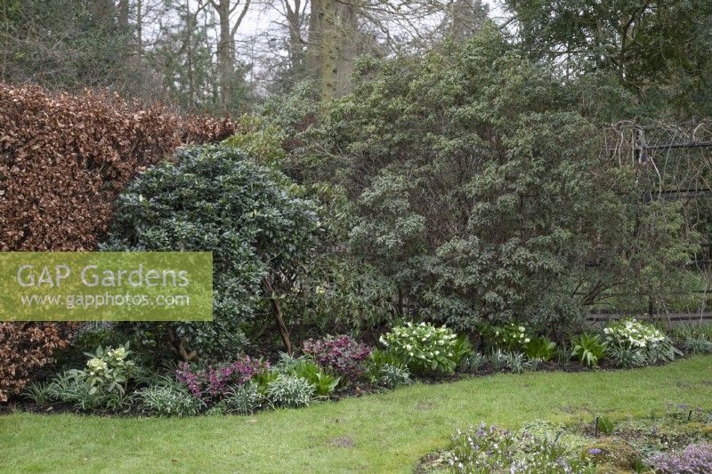 Border of hellebores at Winterbourne Botanic Gardens, February