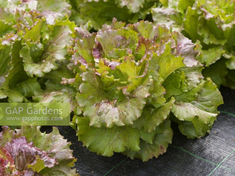 Lactuca sativa Batavia Magenta, summer July