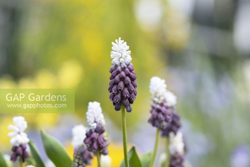 Muscari armeniacum 'Grape Ice' - Grape hyacinth