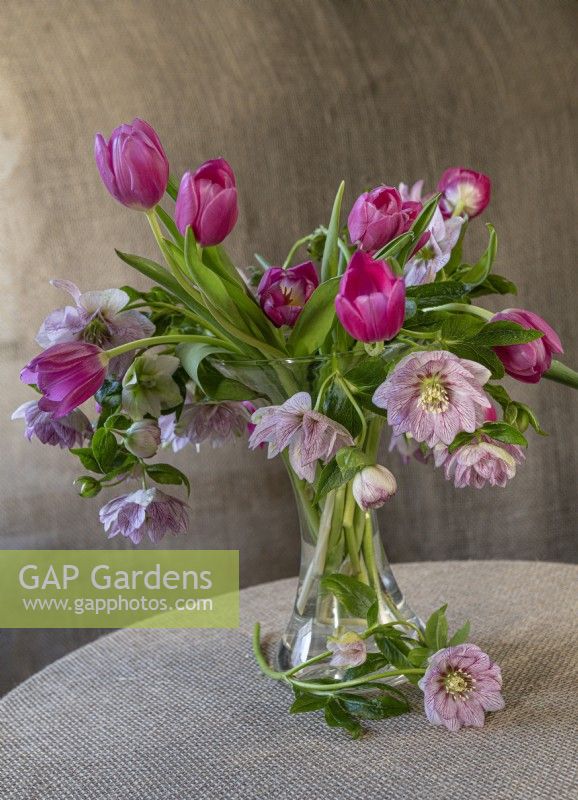 Helleborus x hybridus SP LILY (Spring Promise Series / HGC) and vivid pink tulips. Still life in glass vase.