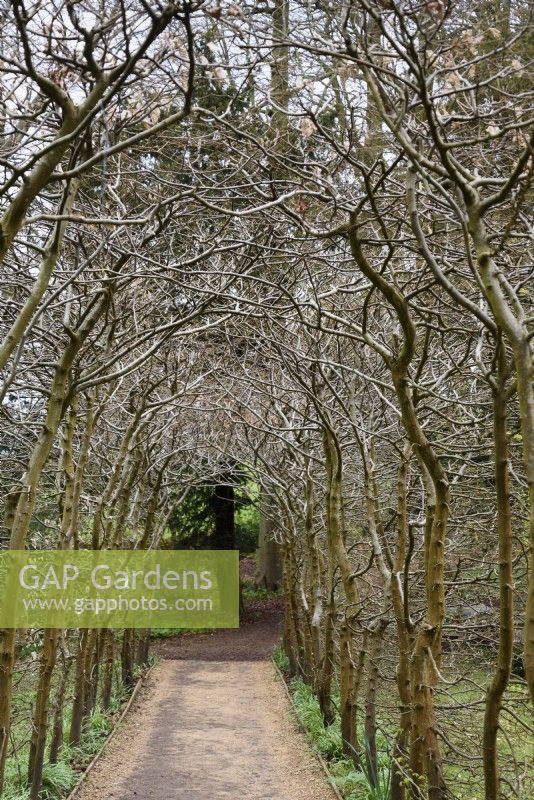 Beech walk at Painswick Rococo Garden in Gloucestershire in March